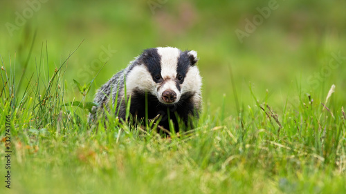 Sneaky european badger, meles meles, peeking out from horizon on a summer meadow. Wild animal with injured snout looking to camera from front view with copy space. © WildMedia