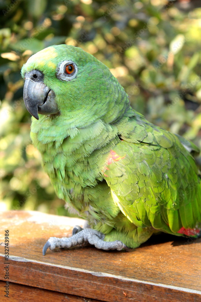 Obraz premium parrot on a branch