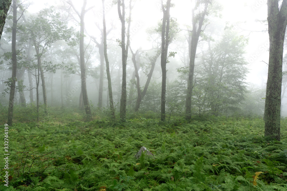 Lush foggy forest