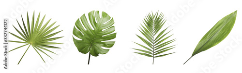 Set of different fresh tropical leaves on white background. Banner design