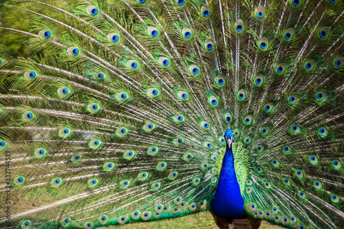 Peacock with majestic spreaded tail feathers filling the photograph