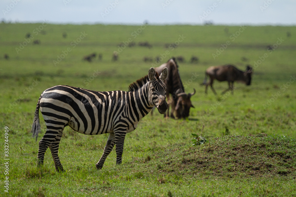 Fototapeta premium Zebra grazing on grass with a herd of wildebeest on the Masai Mara in Kenya