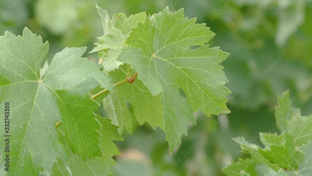 Green vine leaves in an organic vineyard Green vine leaves in an organic vineyard