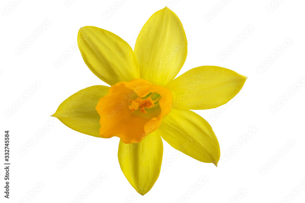 yellow daffodil flower on a white background