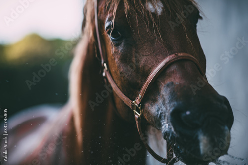 Pferd, reiter
