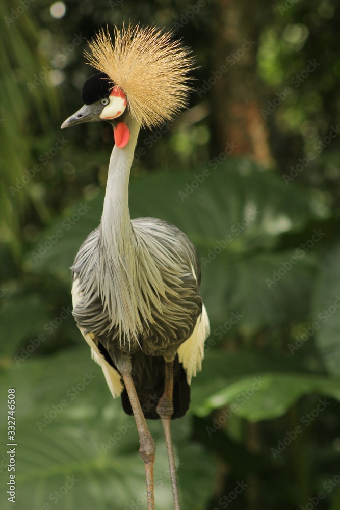 Fototapeta premium Crowned crane em foz do Iguaçu