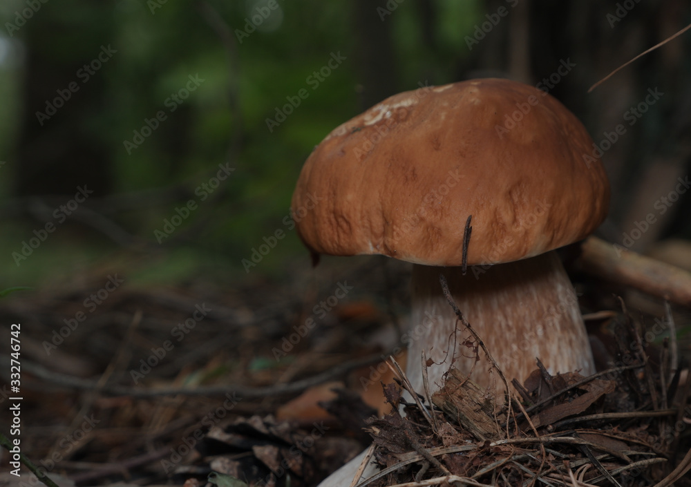 mushroom in the forest mushroom in the forest