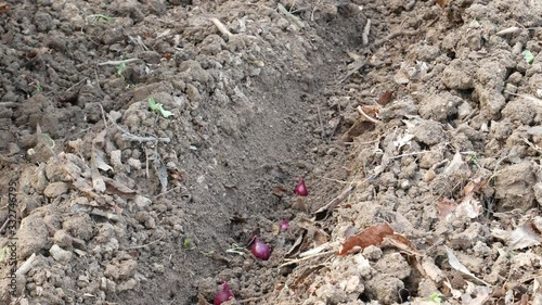 Wallpaper Mural Farmer sows the ground for the new season, march 2020 Torontodigital.ca