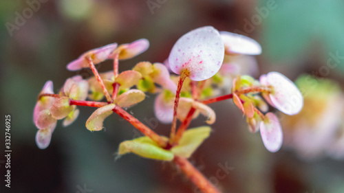 Pink begonia flowers in room on blurred background_