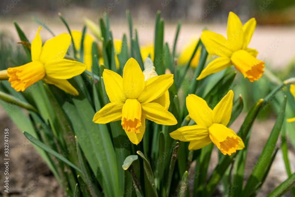 Yellow spring flowers. Spring yellow daffodils. Spring background. Yellow spring flowers. Spring yellow daffodils. Spring background.