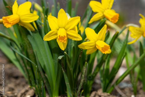 Yellow spring flowers. Spring yellow daffodils. Spring background.