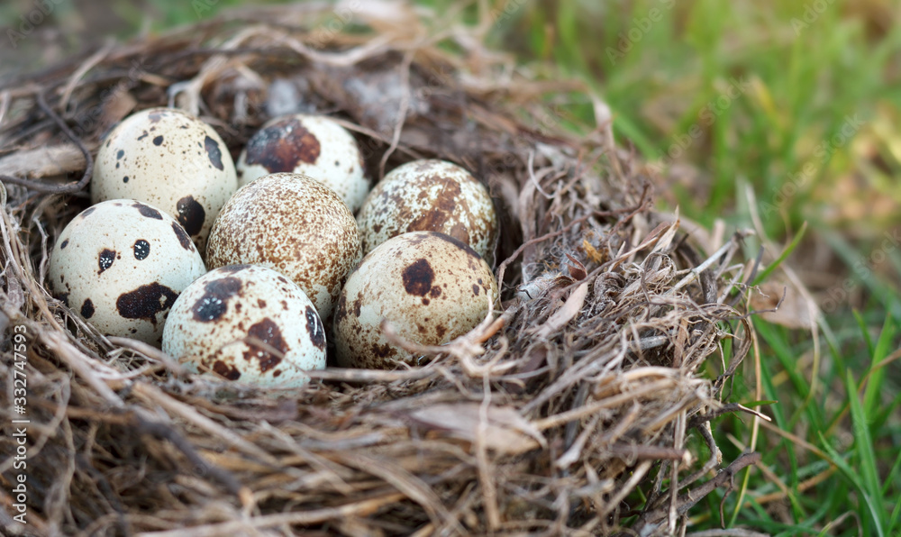 Seven speckled quail eggs in a nest on the green grass closeup. Shallow depth of field Seven speckled quail eggs in a nest on the green grass closeup. Shallow depth of field