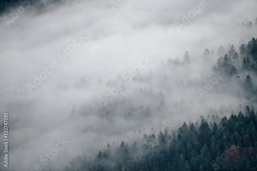 fog in forest