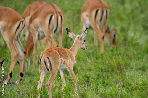 Herd of Impalas in wooded field