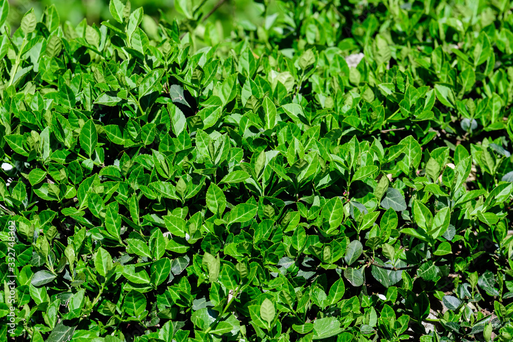 Textured natural background of many green leaves in shrubs that grow in a hedge or hedgerow in sunny spring garden Textured natural background of many green leaves in shrubs that grow in a hedge or hedgerow in sunny spring garden