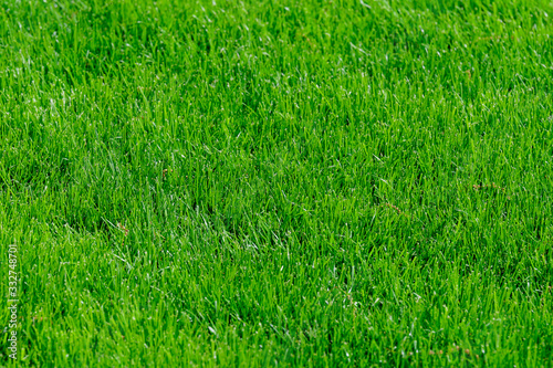 Minimalist monochrome textured natural background of green grass in a sunny spring day in a garden