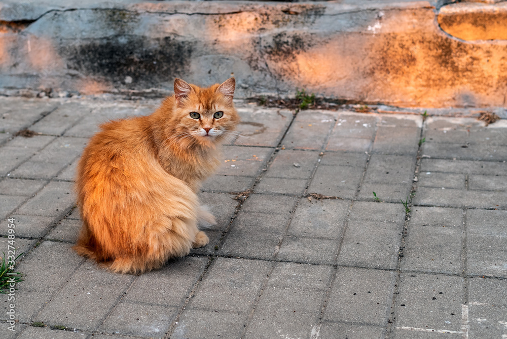 Ginger cat on the background of a concrete wall in the sunset light Ginger cat on the background of a concrete wall in the sunset light