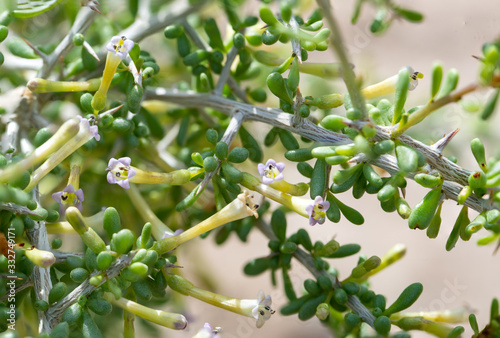 Anderson wolfberry (Lycium andersonii) is a shrub in the nightshade family (Solanaceae) with purple tinged flowers.