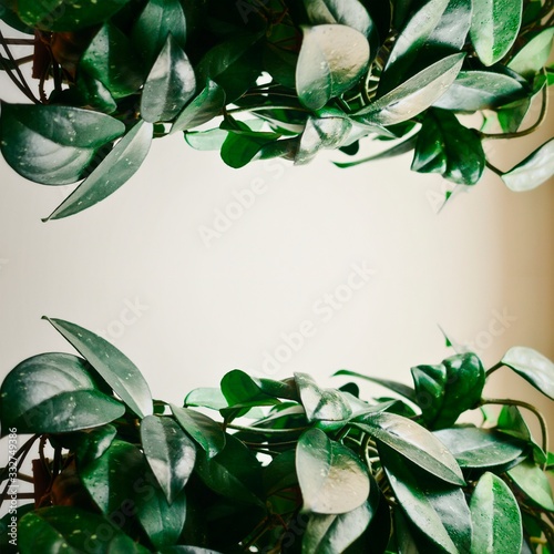 Fototapeta Naklejka Na Ścianę i Meble -  Beautiful floral abstract background. Green leaves on a white background. Place for text. Banner of leaves. houseplant.