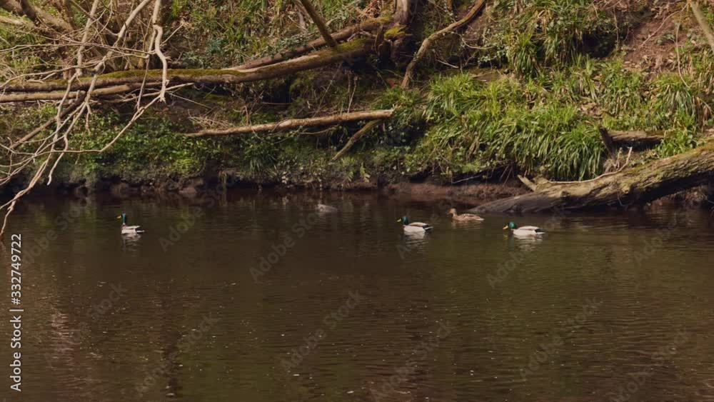 A family of ducks swimming on a river in the middle of the woods