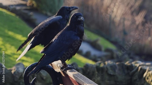 Two Black Crows Close-Up Squawking Sitting On A Park Bench