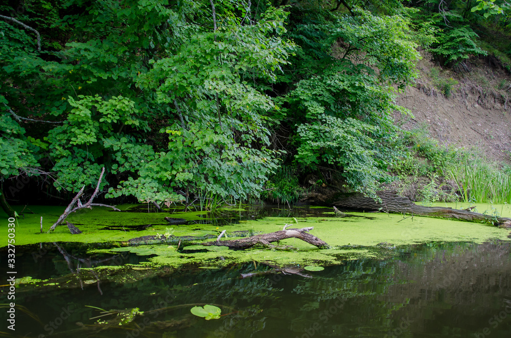 water, river, forest, tree, green, nature, lake, trees, stream, landscape, reflection, pond, summer, park, spring, wood, woods, grass, tranquil, leaf, beauty, outdoors, environment, sky, beautiful water, river, forest, tree, green, nature, lake, trees, stream, landscape, reflection, pond, summer, park, spring, wood, woods, grass, tranquil, leaf, beauty, outdoors, environment, sky, beautiful