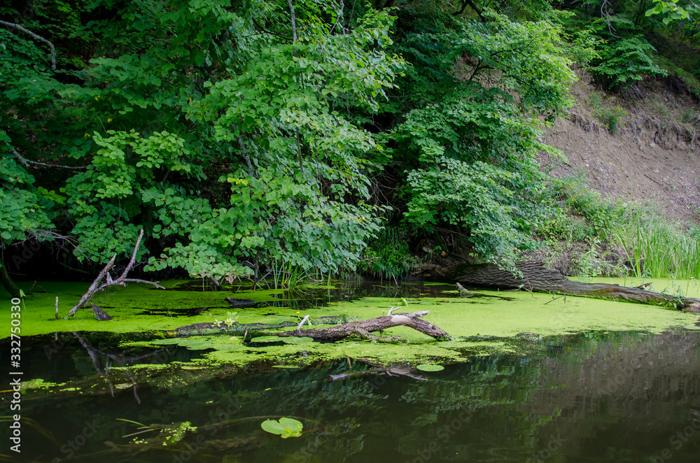 water, river, forest, tree, green, nature, lake, trees, stream, landscape, reflection, pond, summer, park, spring, wood, woods, grass, tranquil, leaf, beauty, outdoors, environment, sky, beautiful