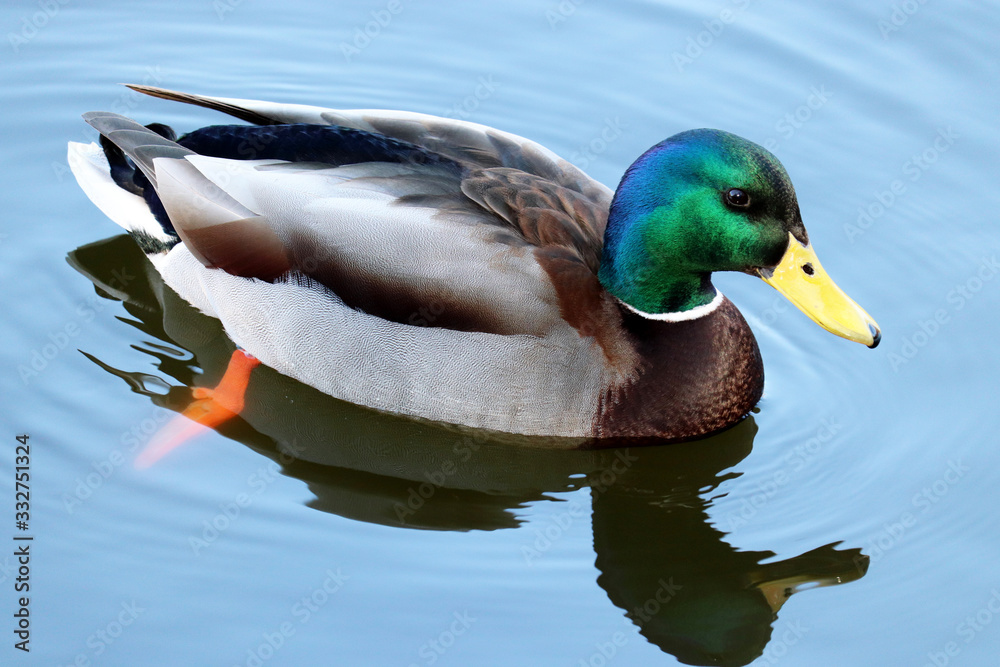 Fototapeta premium Mallard duck swimming in blue water. Portrait of male wild duck with reflection in the lake