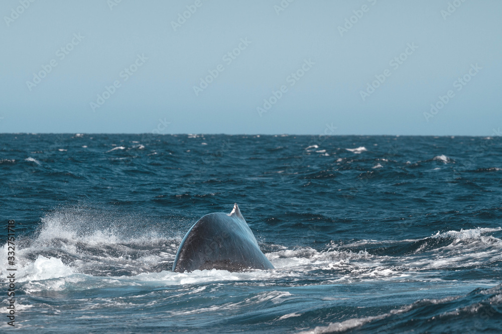 Fototapeta premium Humpback whale back. San Jose del Cabo. Baja California Sur. Whale closeup.