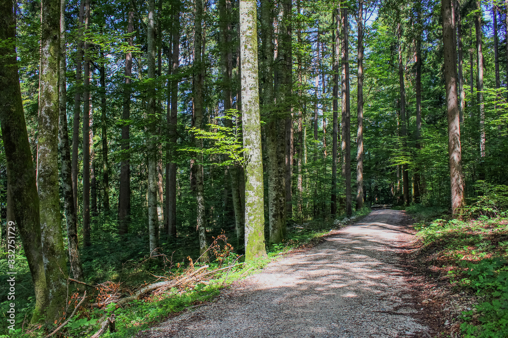 Naklejka premium Wald