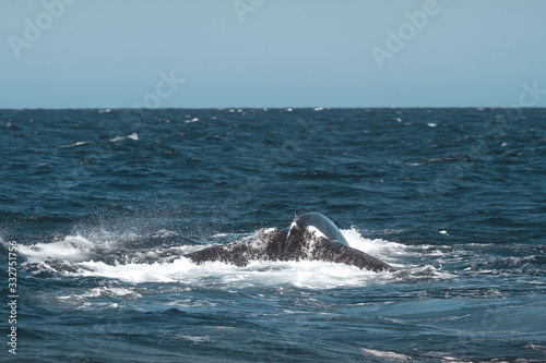 Humpback whale's tail. Whale closeup. San Jose del Cabo. Baja California Sur. Mexico. 