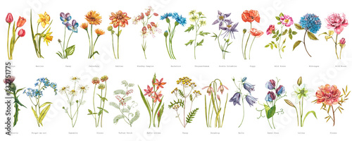 Fotografija Watercolor collection of hand drawn flowers and herbs