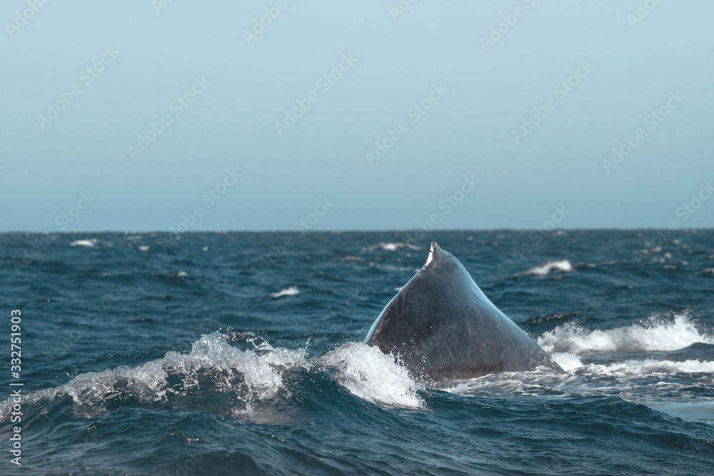Naklejka premium Humpback whale back. San Jose del Cabo. Baja California Sur. Whale closeup.