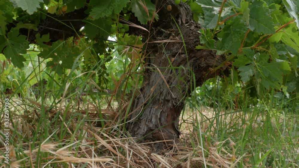 Trunk of a vine in an organic vineyard with green lant cover Trunk of a vine in an organic vineyard with green lant cover