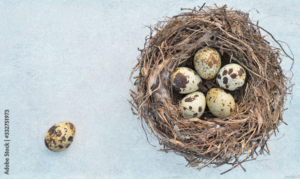 Speckled quail eggs in a nest on a light grey background close-up with copy space, top view. Healthy eating. Easter concept. Speckled quail eggs in a nest on a light grey background close-up with copy space, top view. Healthy eating. Easter concept.