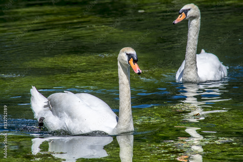 Obraz premium swan lake