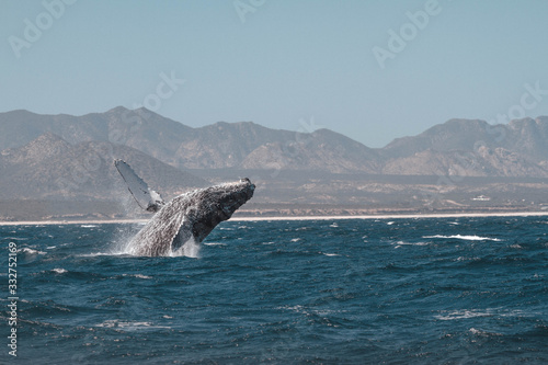 Humpback whale jumping. San Jose del Cabo. Baja California Sur. Mexico.  © Dary Maltseva