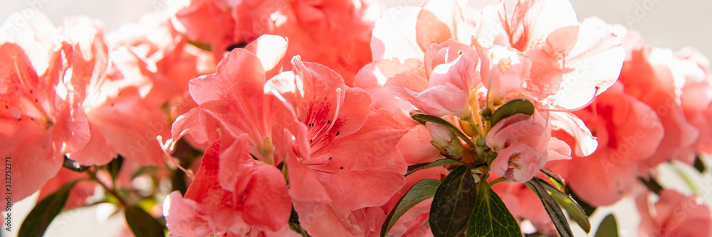 Beautiful blossoming flowers of pink azalea. Birthday, Mother's, Valentines, Women's, Wedding Day concept. Flowering pattern. Long format