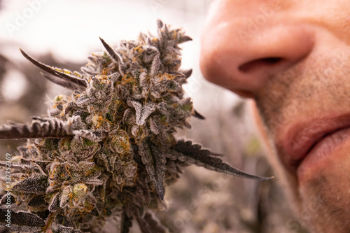 Close Up Person Nose Smelling Blooming Skunky Cannabis Sativa Bud Plant for Recreational Medical Marijuana Concept photo