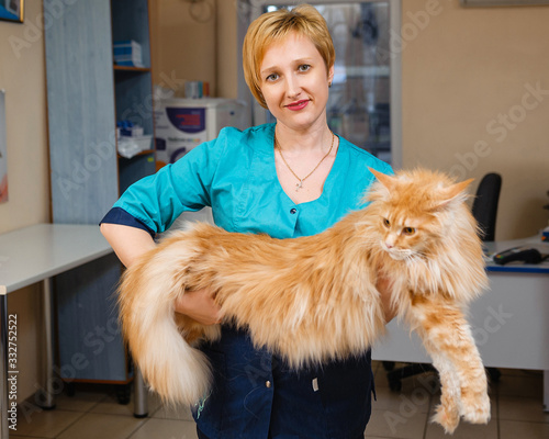 Good veterinarian holds a cat in his arms. Preventive examination of a cat in a veterinary clinic