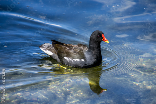 duck in water