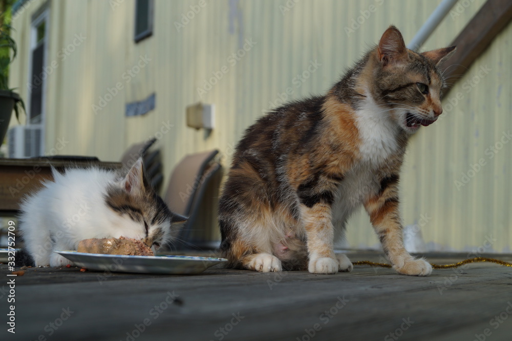 Cats Cats