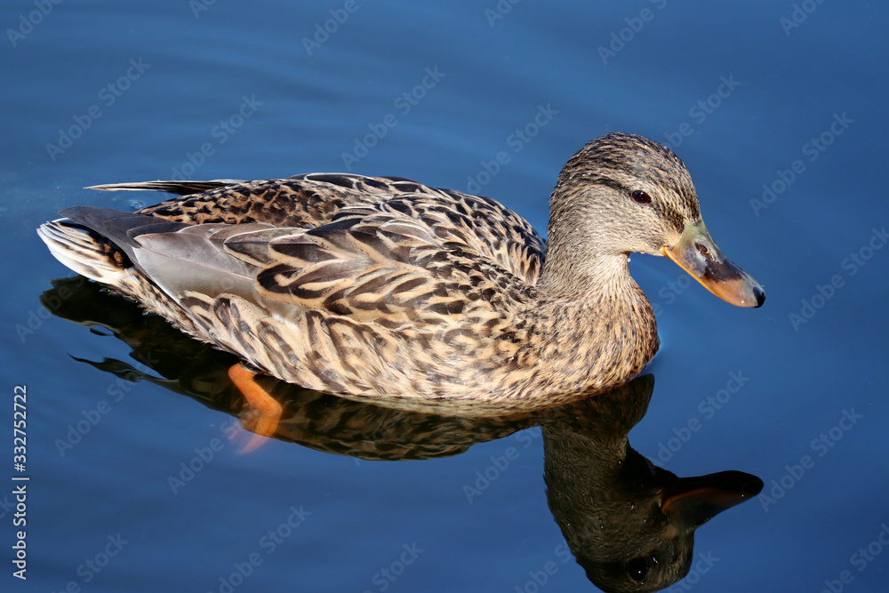 Mallard duck swimming in blue water. Portrait of female wild duck with reflection in the lake Mallard duck swimming in blue water. Portrait of female wild duck with reflection in the lake
