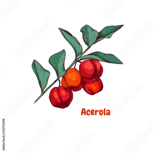 Hand drawn acerola berries on a branch. Vector illustration in retro style isolated on white background.