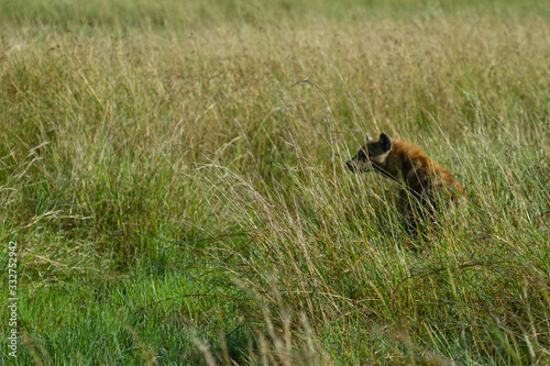 Hyena waiting in grass to strike © Dani