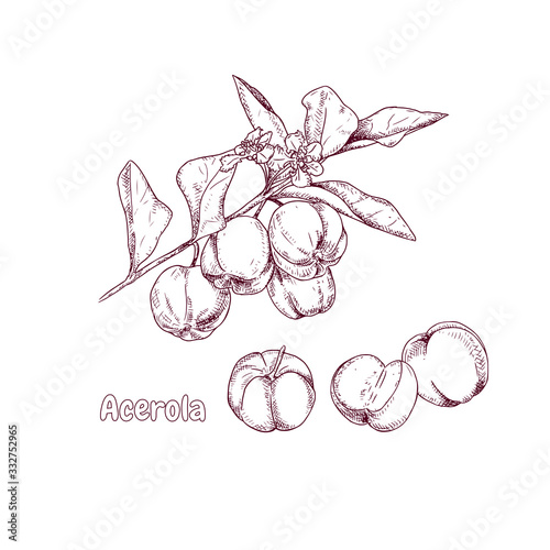 Εκτύπωση καμβά Hand drawn acerola fruit on a branch and flower