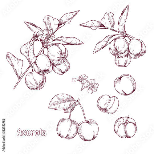 Photos Hand drawn acerola fruit on a branch and flower