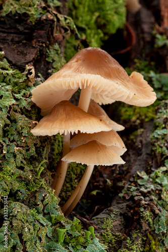 Mycena galericulata., Growing on a dead mossy trunk in the forest