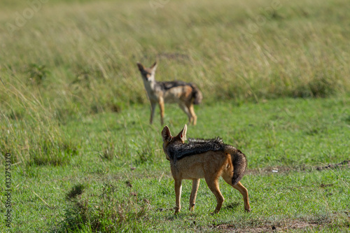 Jackals roaming the open plains