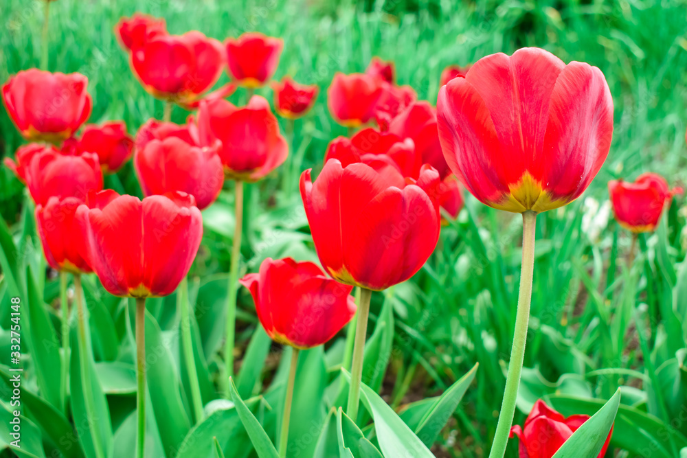 Red tulip flowers on a blurred background of green leaves.